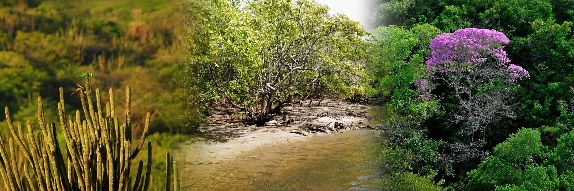 Bird-watching in Rio Grande do Norte