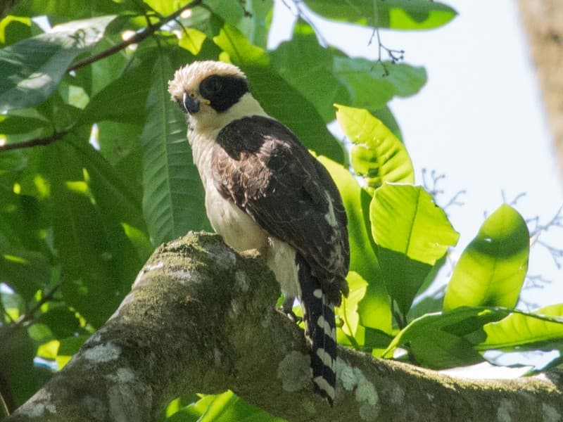 Laughing Falcon